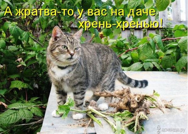 котик на даче