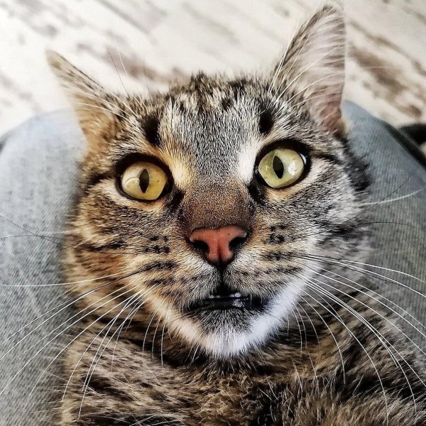 косоглазая кошка