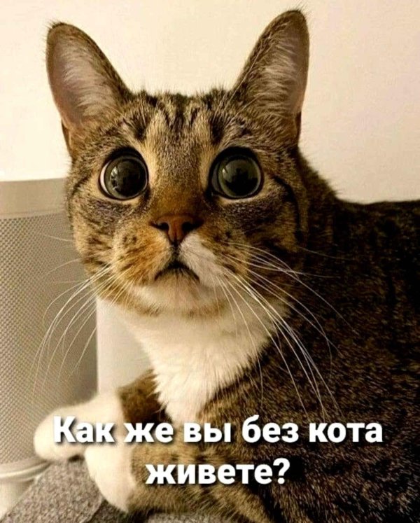 удивленные коты