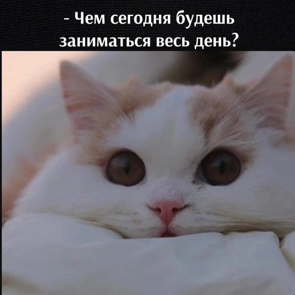 милых котиков