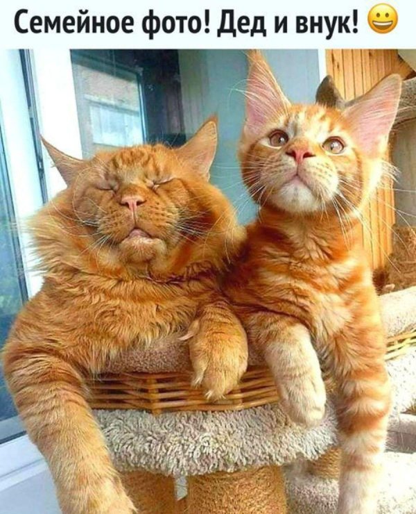 мейн кун смешной