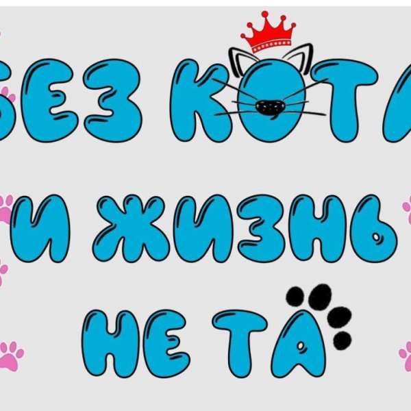 смешные котики с надписями