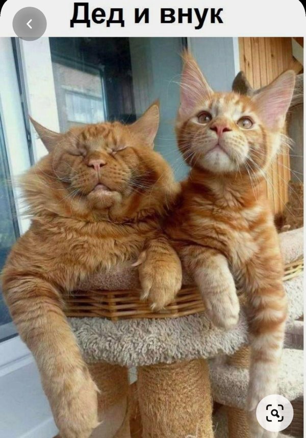 мейн кун смешной