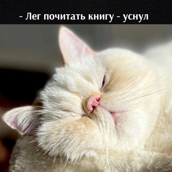 кошачий нос