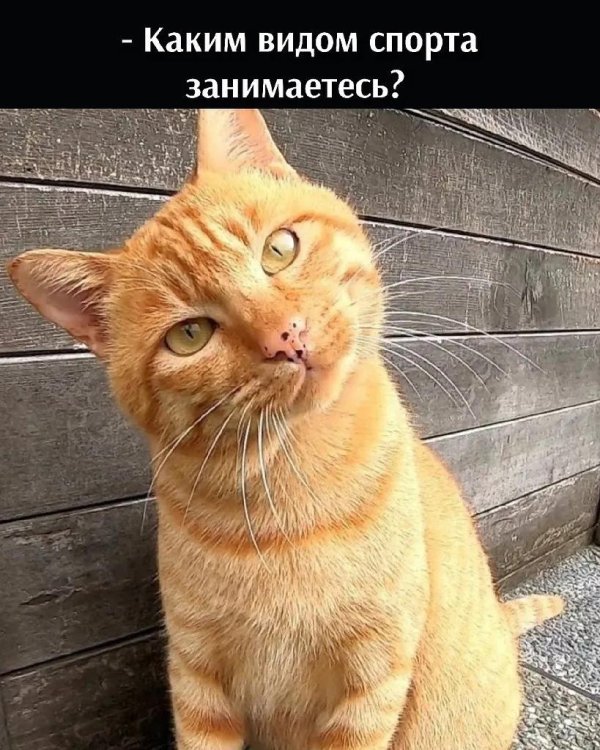 рыжего кота