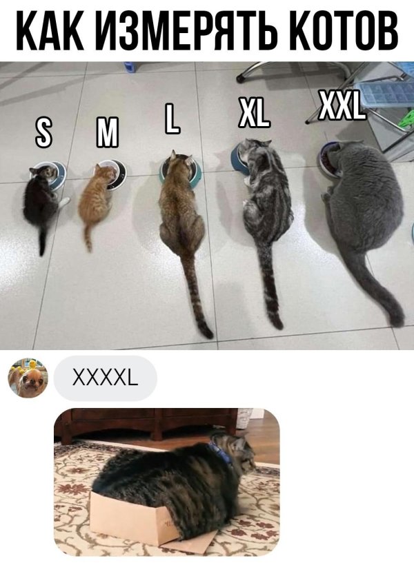 животные юмор