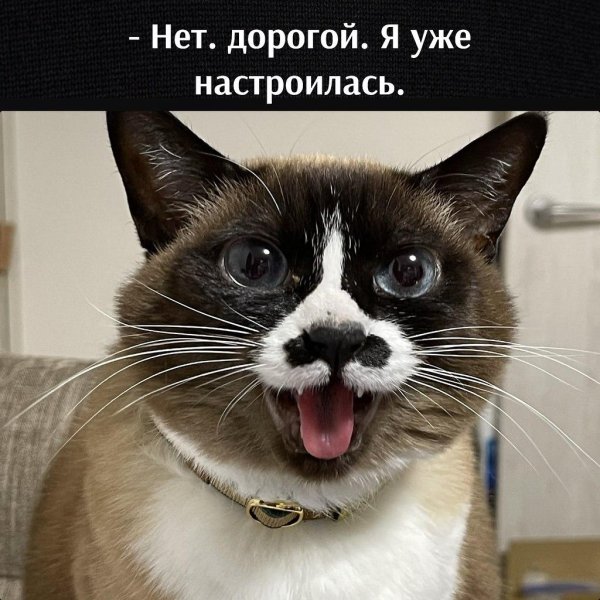 кошка животное