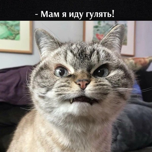 злобный кот