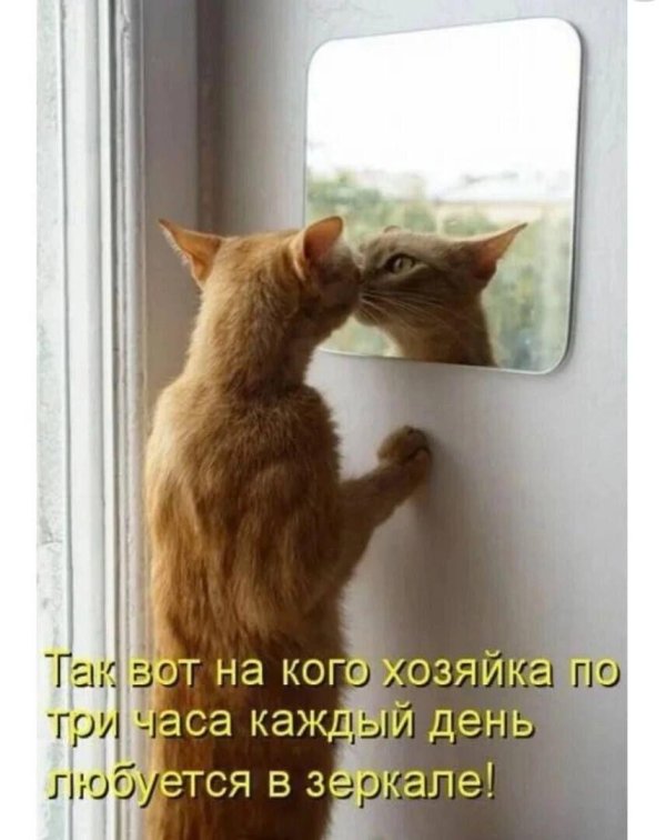 котики увидели себя в зеркале