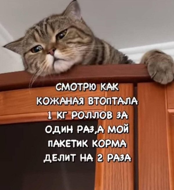 кошка мем