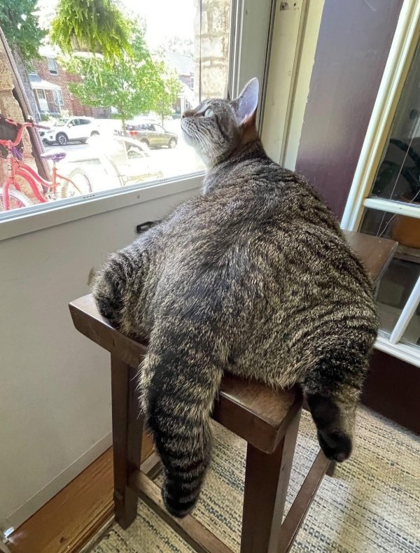 кошка веселая