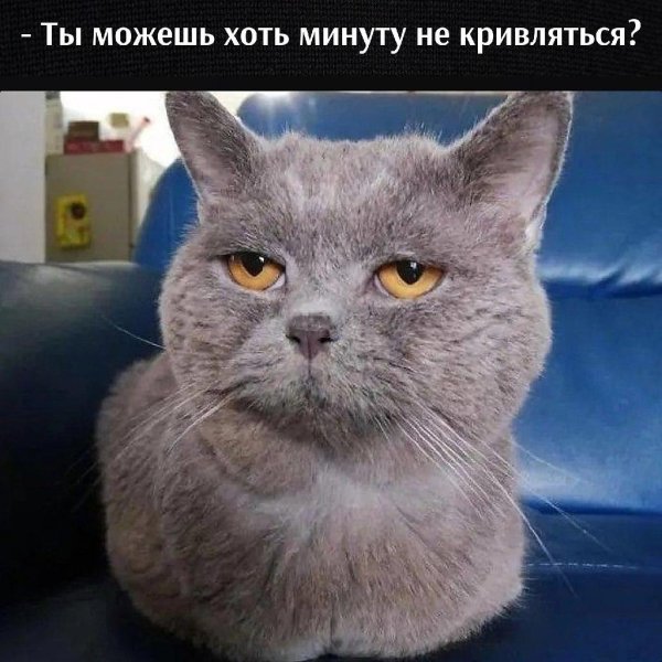 британская кошка