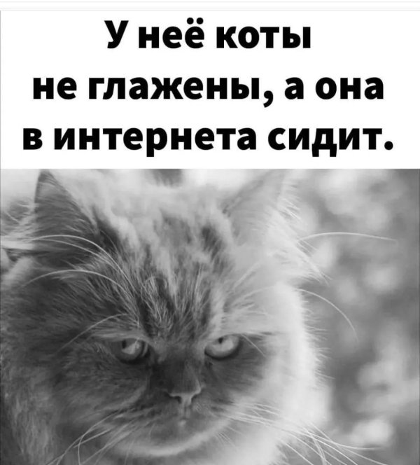 юмор коты