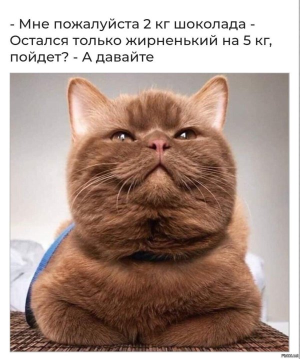 циннамон британец