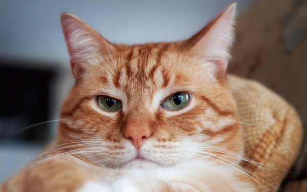 рыжего кота