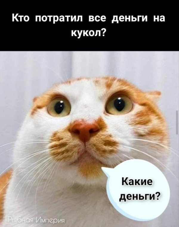 смешная кошка