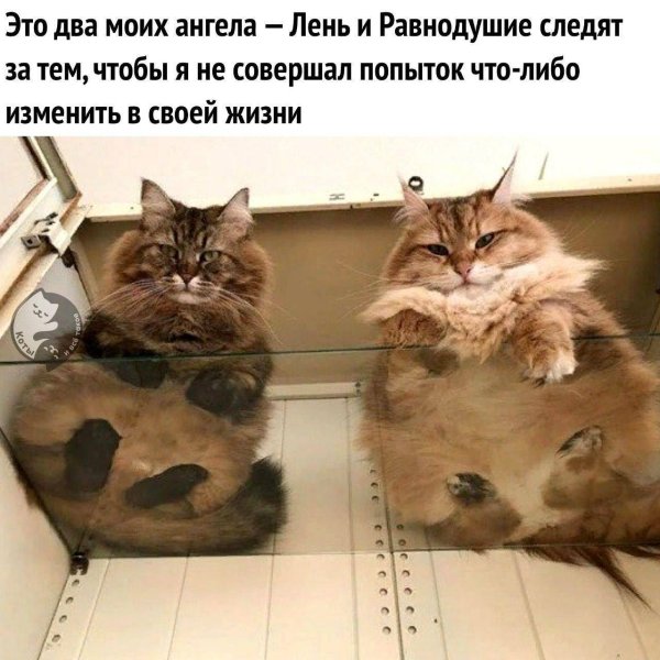 лень котики