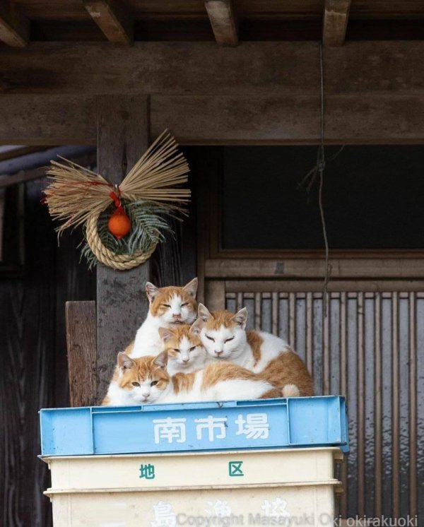 кошачий остров в японии