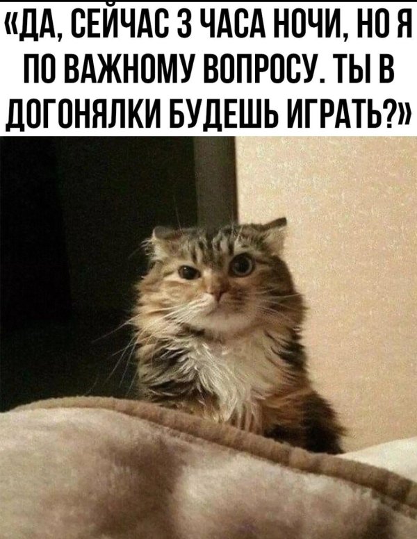кота разбудили