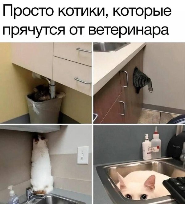 коты прячутся