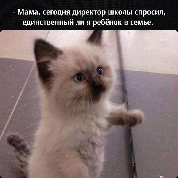 сиамская котенок