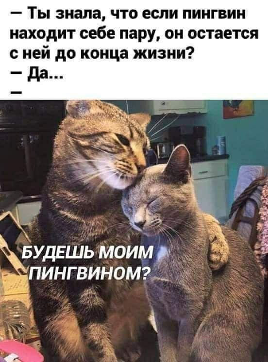 кошачья любовь