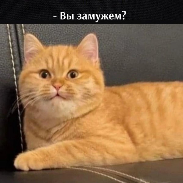 без кота
