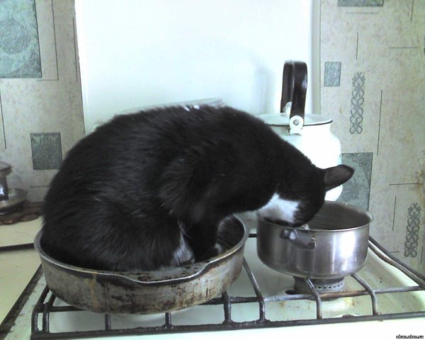 кот моющий посуду