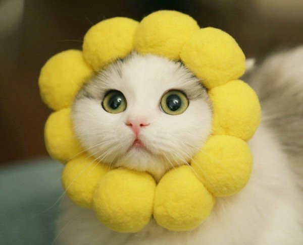 няшные животные