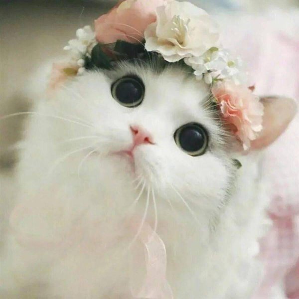 котики милые
