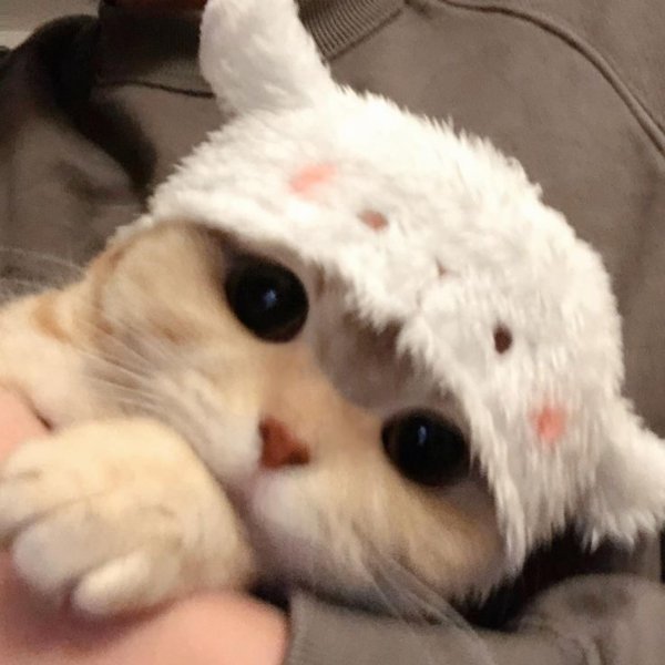 милая котик