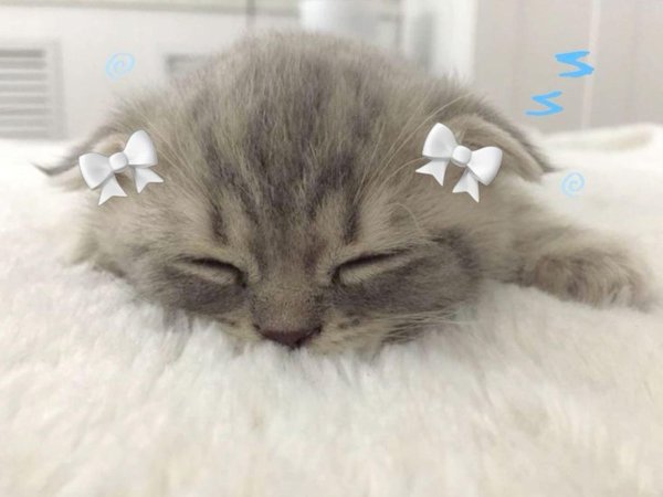 милая котик