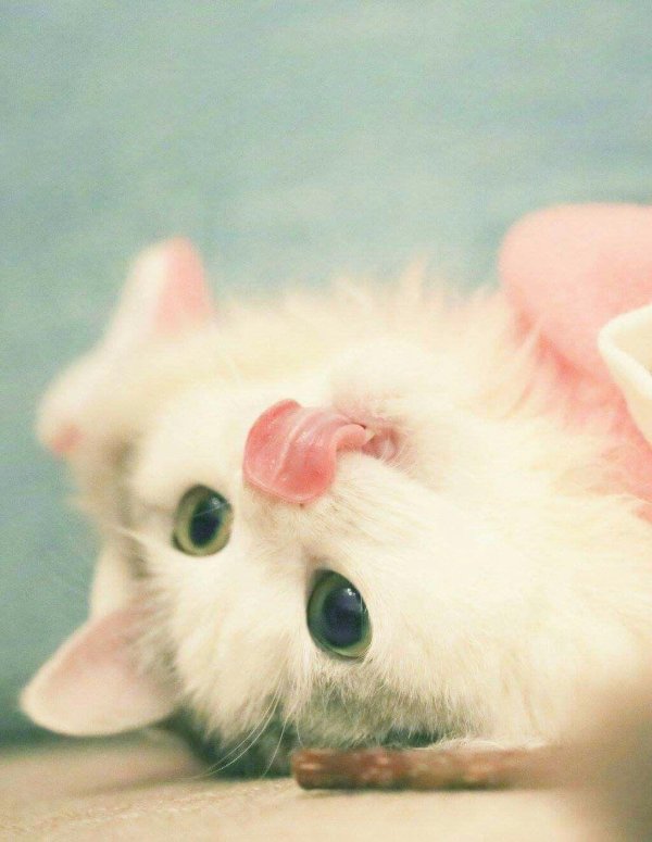 милая кошка