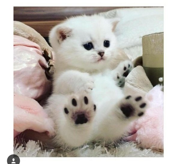 покажи самых милых котиков