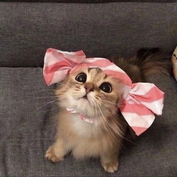 кошка с бантиком