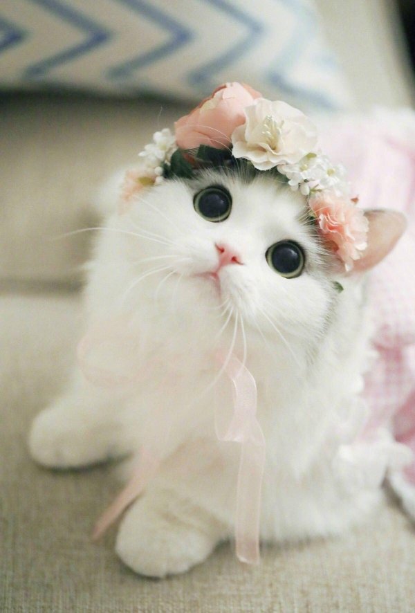 милая кошка