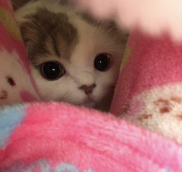 котята милые