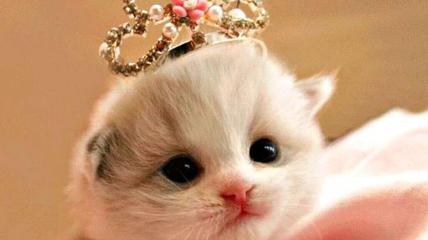 котенок принцесса