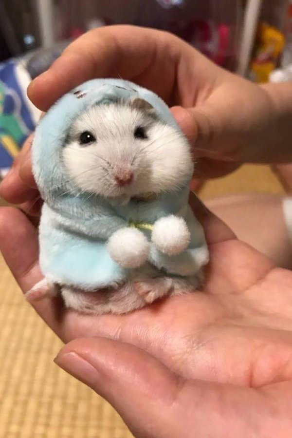 джунгарский хомячок