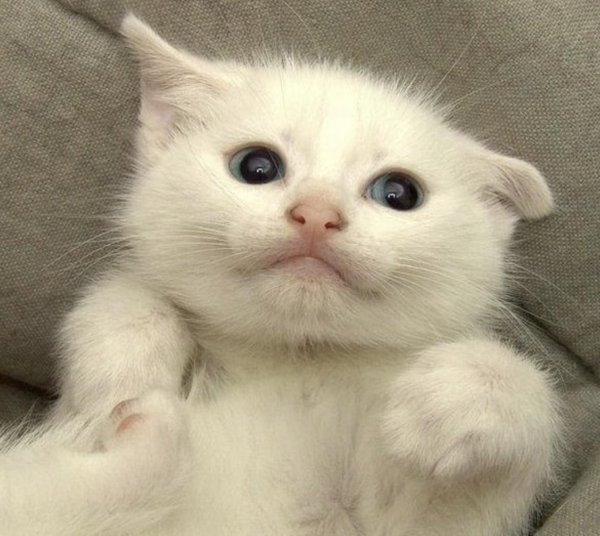 котята белые