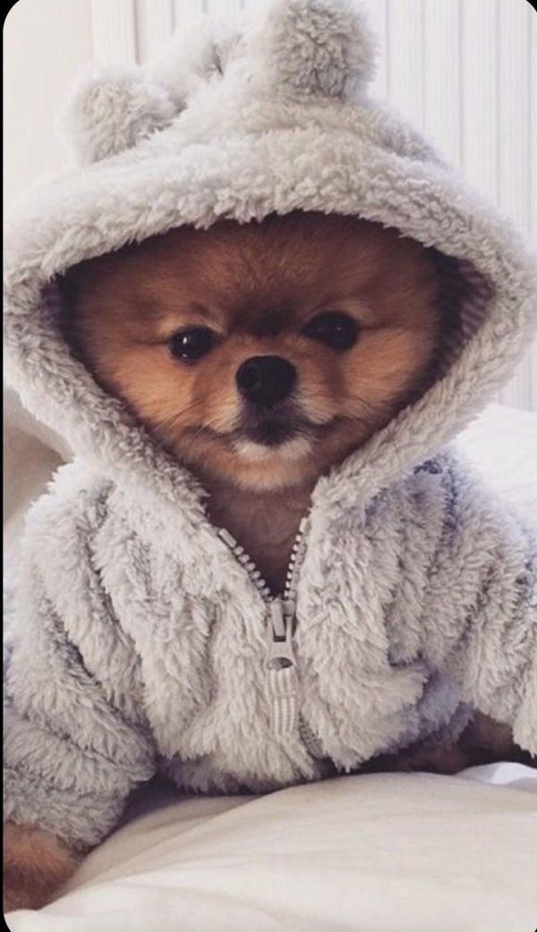 собака шпиц