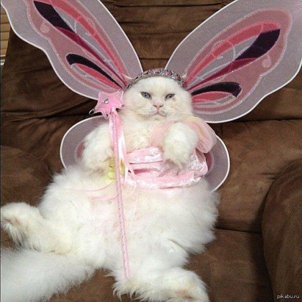 костюм феечки для кота