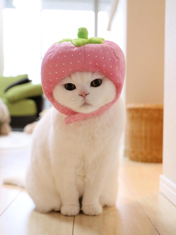 милый кот