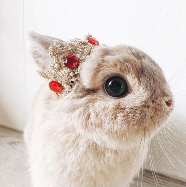 милая зайка