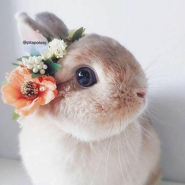 красивый кролик