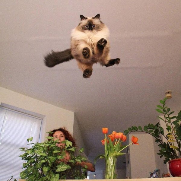 летающие коты