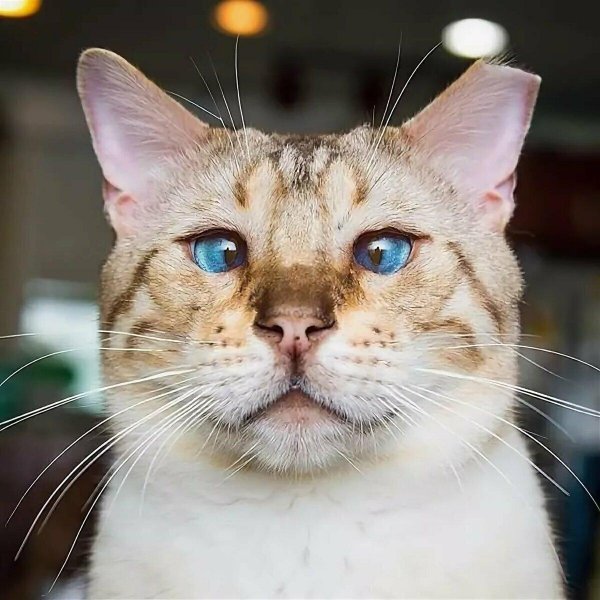 самые смешные коты в мире