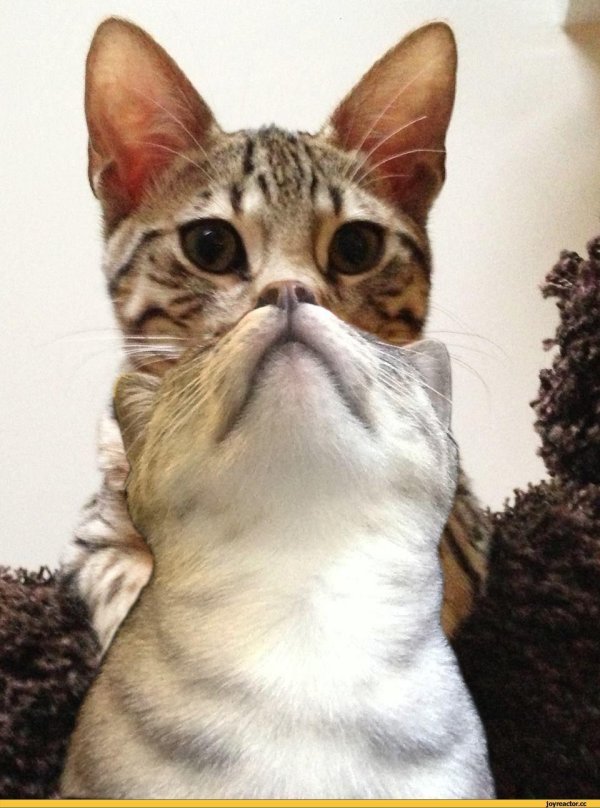 кошка смешная