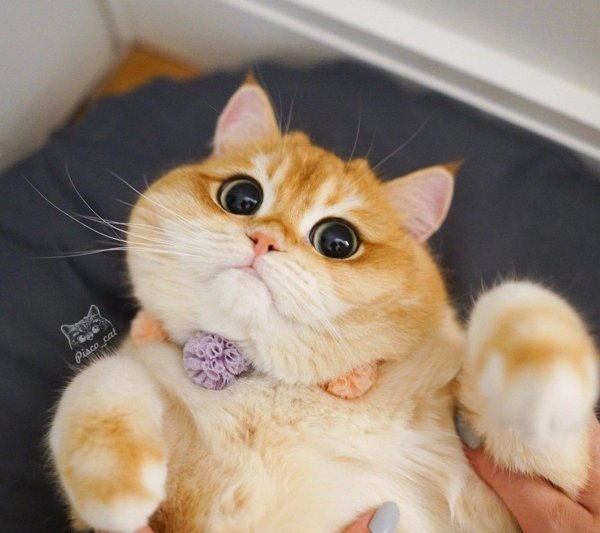 pisco cat порода