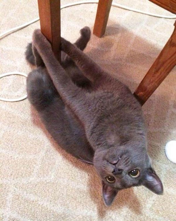 британская короткошёрстная кошка